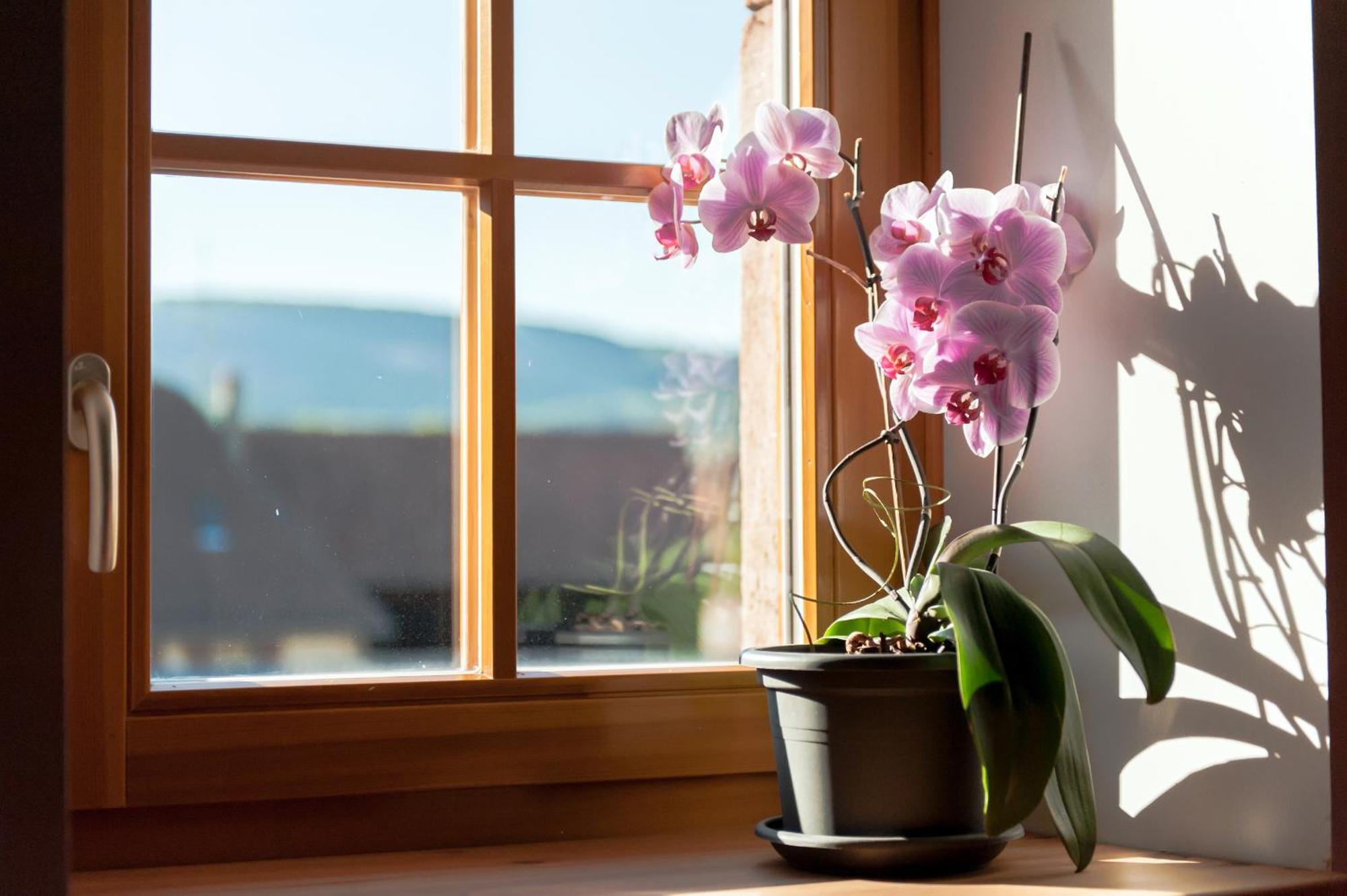 La Maison D'Emilie Pfaffenheim Luaran gambar